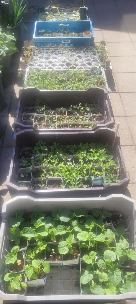 €1 per stuk Biologische groenten plantjes, Volle zon, Groenteplanten, Eenjarig, Ophalen of Verzenden