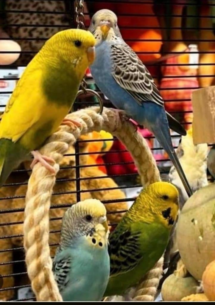 Gratis:liefdevolle tehuis voor alle soorten kromsnavels, Meerdere dieren, Parkiet