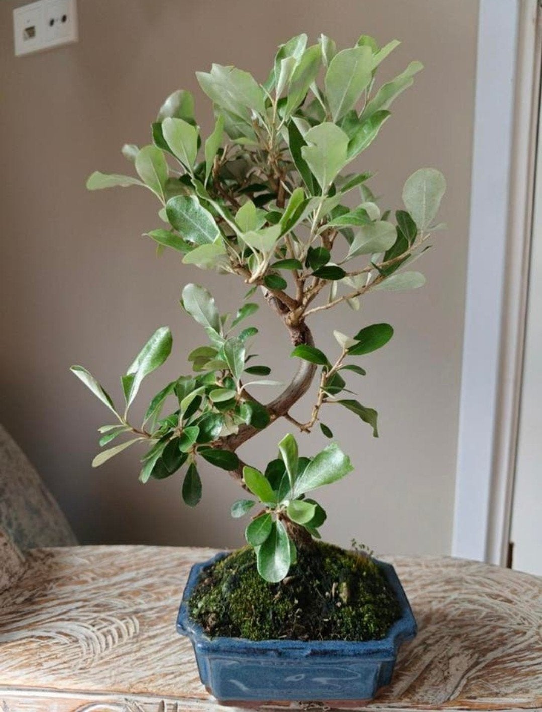 Elaeagnus Pungens 'olijfwilg' bonsai, Bloeit niet, Halfschaduw, Minder dan 100 cm, Overige soorten