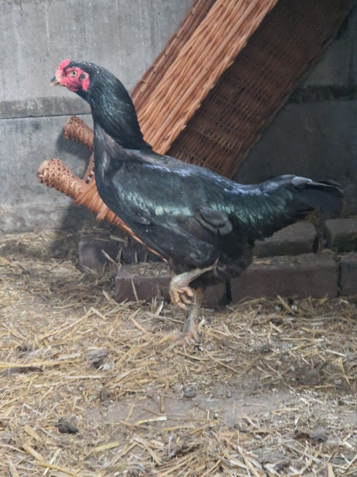 Shamo- aseel hen kip vechthoen, Dieren en Toebehoren, Vrouwelijk, Kip