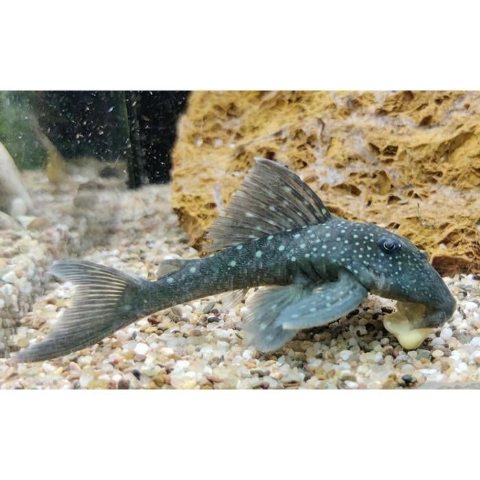 L-128 Hemiancistrus species, Dieren en Toebehoren, Vissen | Aquariumvissen, Vis