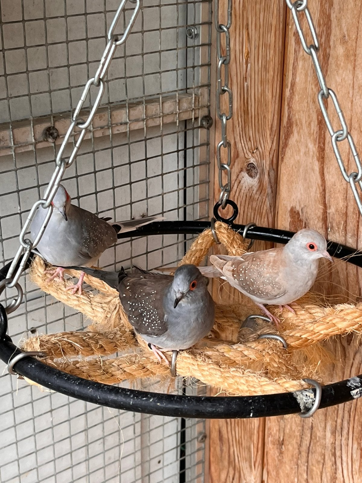 3 jonge diamantduiven te koop, Dieren en Toebehoren, Meerdere dieren