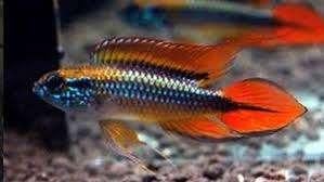 Apistogramma agassizii per paar - Koidream Valburg, Vis, Zoetwatervis