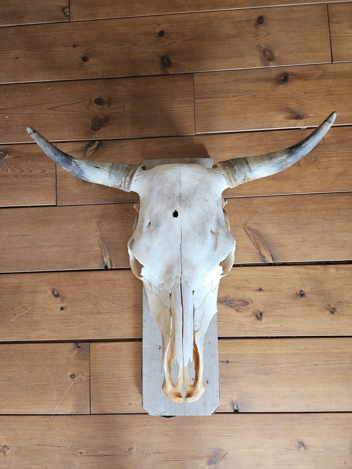 Koeienschedel voor Mancave Decoratie, Ophalen, Gebruikt, Landelijk, Natuurlijk materiaal