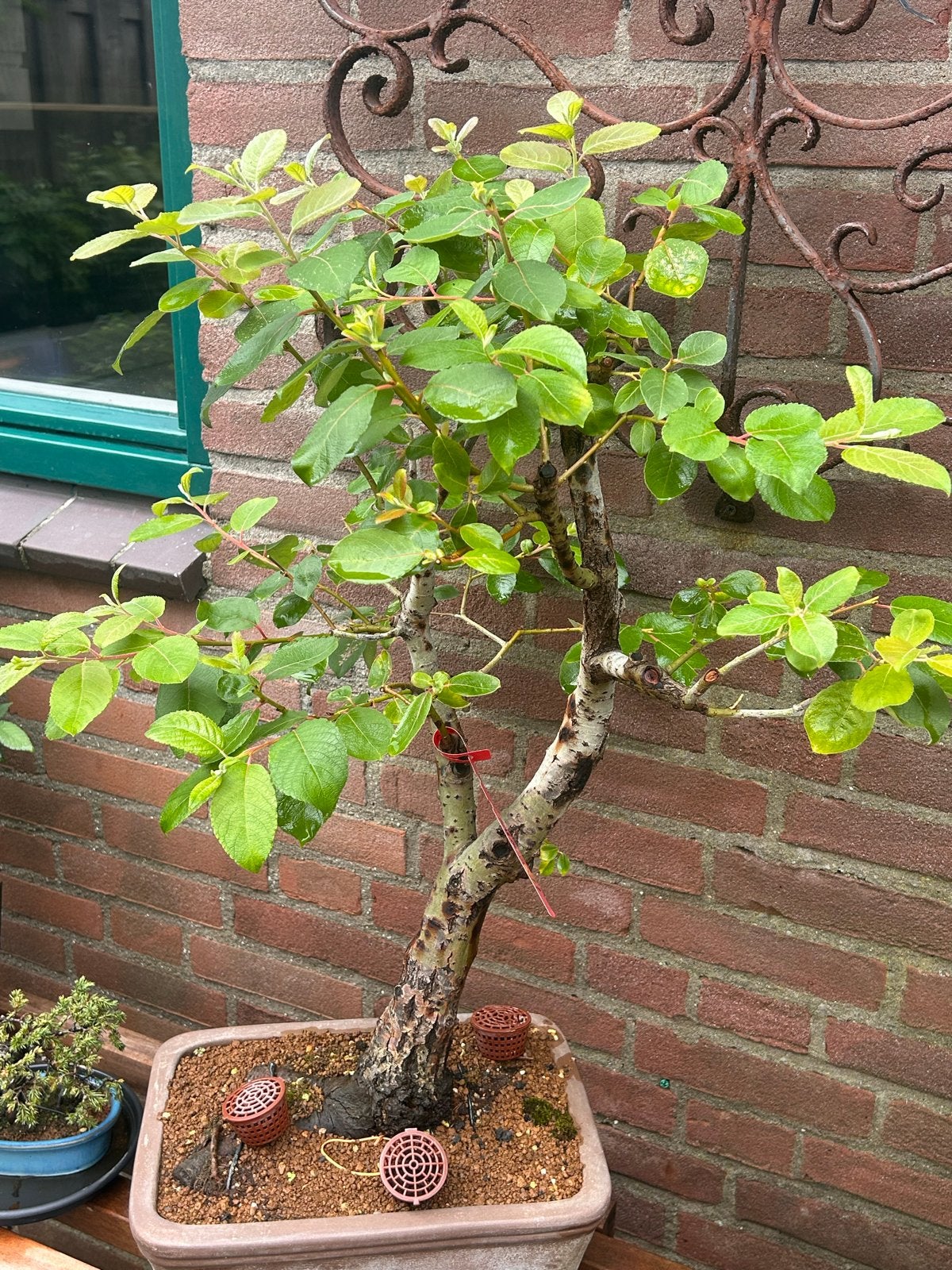 Mooie Bos wilg  ( Salix Caprea) bonsai, Vaste plant, Bloeit niet, Halfschaduw, Ophalen