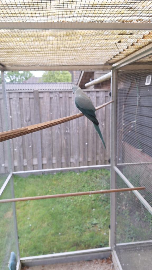 Halsbandparkieten, Dieren en Toebehoren, Vogels | Parkieten en Papegaaien, Meerdere dieren, Parkiet