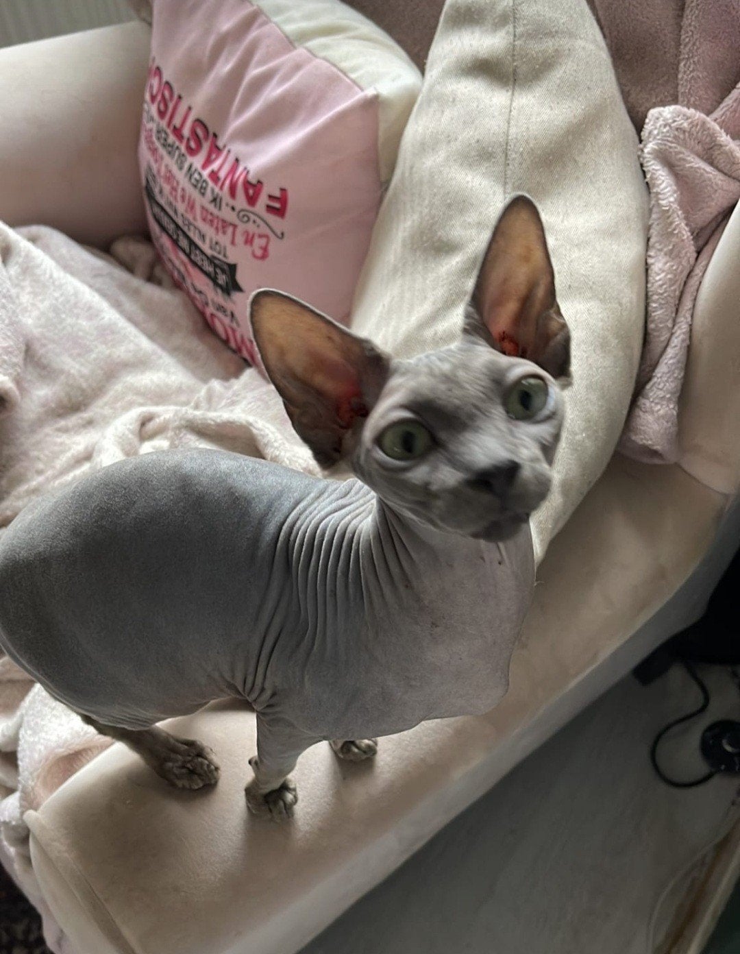 Herplaatsing Liv – lieve Sphynx poes van 5 jaar, Dieren en Toebehoren, Katten en Kittens | Overige Katten, Poes