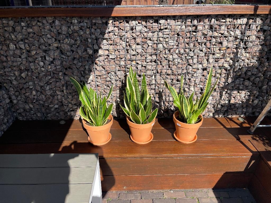 Sanseveria, Huis en Inrichting, Kamerplanten, Ophalen, Overige soorten, Halfschaduw, In pot