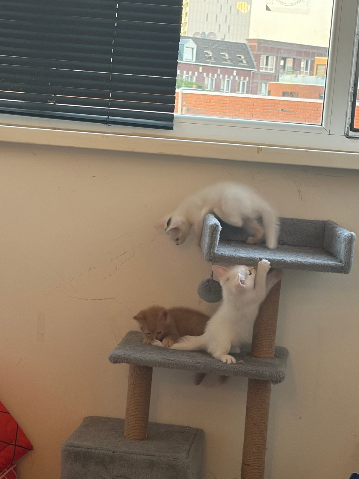 Kittens, Meerdere dieren, Kortharig, 0 tot 2 jaar