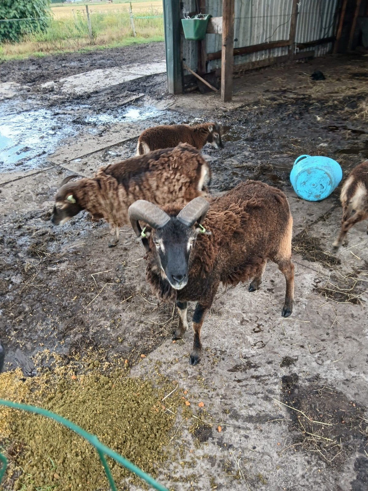soay ram, Mannelijk, Schaap, 0 tot 2 jaar