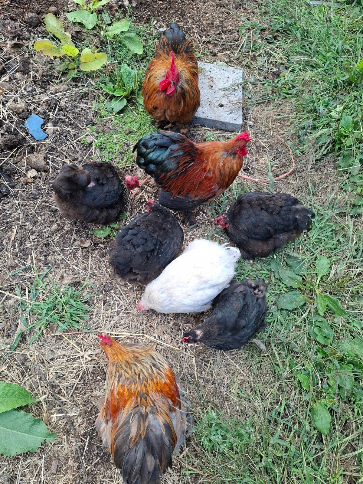 cochin kippen te koop, Meerdere dieren, Kip