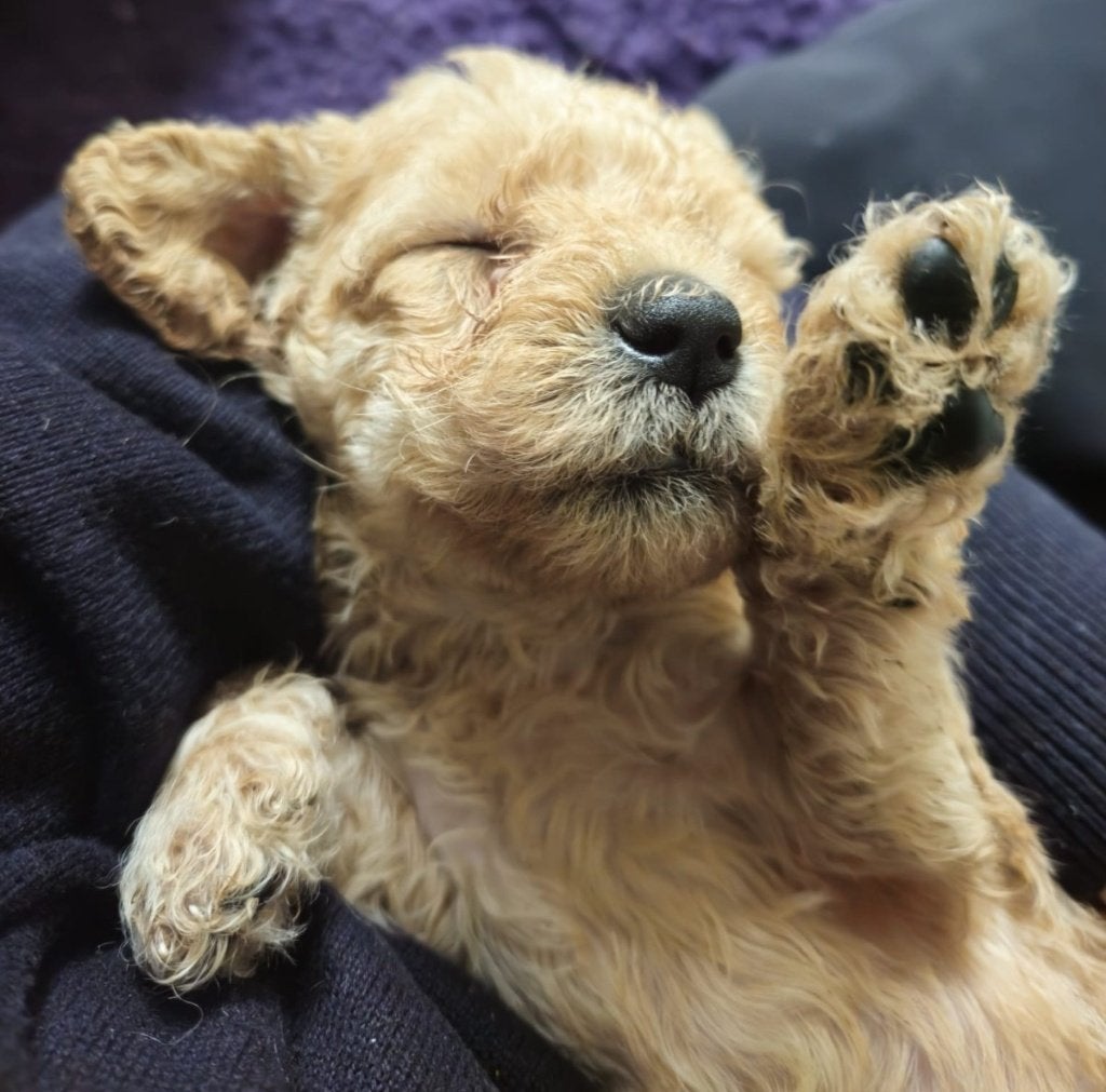 Prachtige kl medium labradoodle pups, CDV (hondenziekte), 8 tot 15 weken, Meerdere, Meerdere dieren