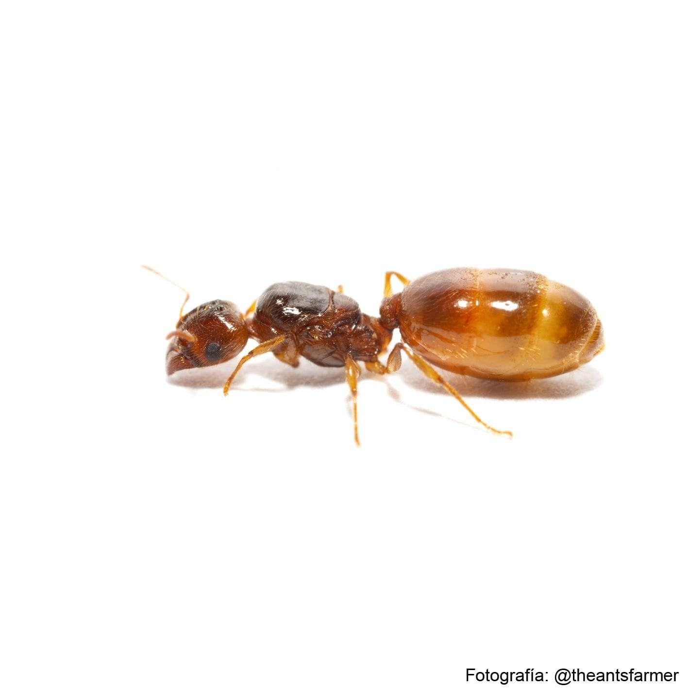 Pheidole pallidula queens, Mieren