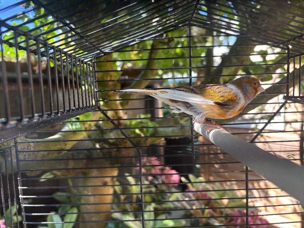 Koppel Kanaries, Dieren en Toebehoren, Vogels | Kanaries, Meerdere dieren, Kleurkanarie
