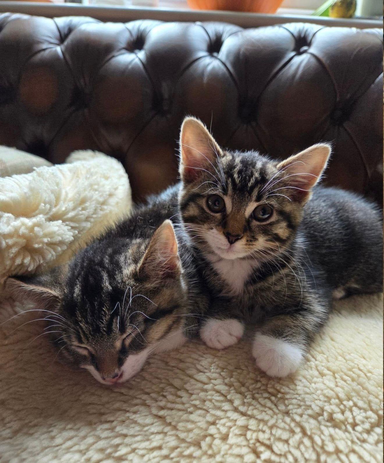 Kittens te koop, Meerdere dieren, Kortharig, 0 tot 2 jaar