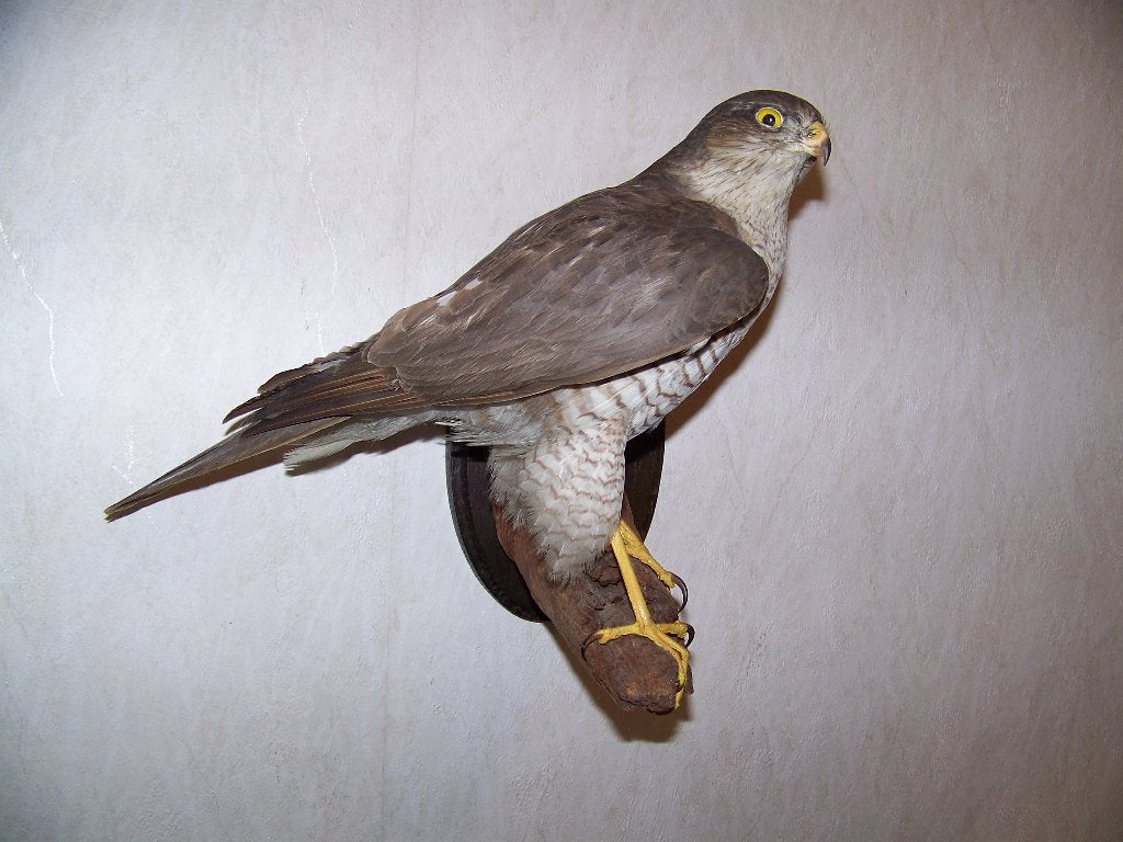opgezette sperwer geprepareerde sperwer, Verzamelen, Dierenverzamelingen, Ophalen, Zo goed als nieuw, Vogel, Opgezet dier