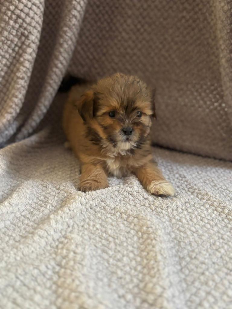 Super leuke boomer x ihasa apso pups te koop, Dieren en Toebehoren, 8 tot 15 weken, Meerdere, Nederland, Particulier