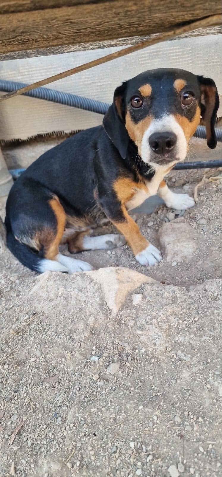 Mini wacht op haar mens (Cyprus), Dieren en Toebehoren, Handelaar, 1 tot 2 jaar, Buitenland, Teef