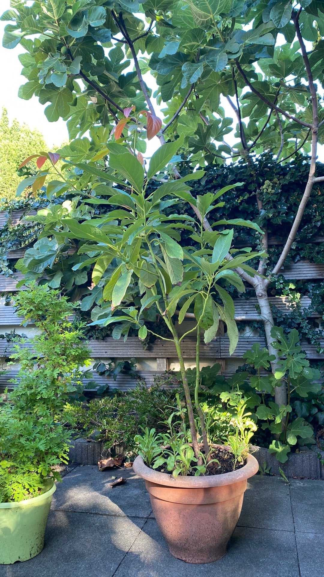 Avocadoplant tropisch 1.70 hoog, Bloeit niet, Halfschaduw, Overige soorten, 100 tot 250 cm