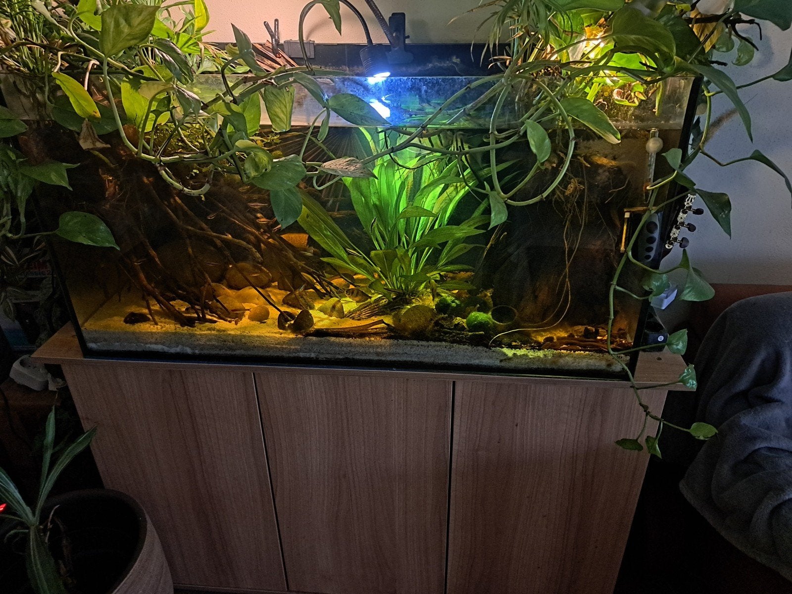 juwel aquarium 100,50,50,met toebehoren, Dieren en Toebehoren, Ophalen, Gebruikt, Gevuld zoetwateraquarium, Blue Marine