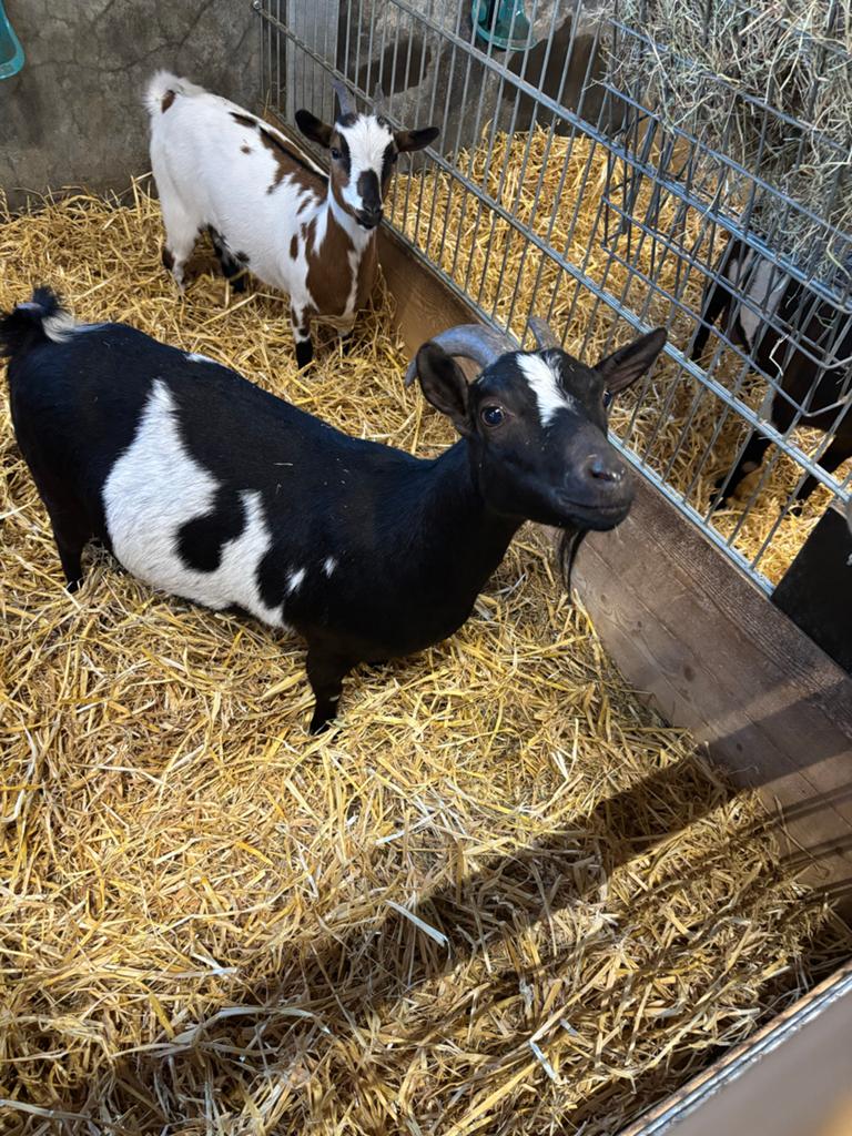 Prachtige Moeder dwerggeit met lam., Dieren en Toebehoren, Vrouwelijk, Geit