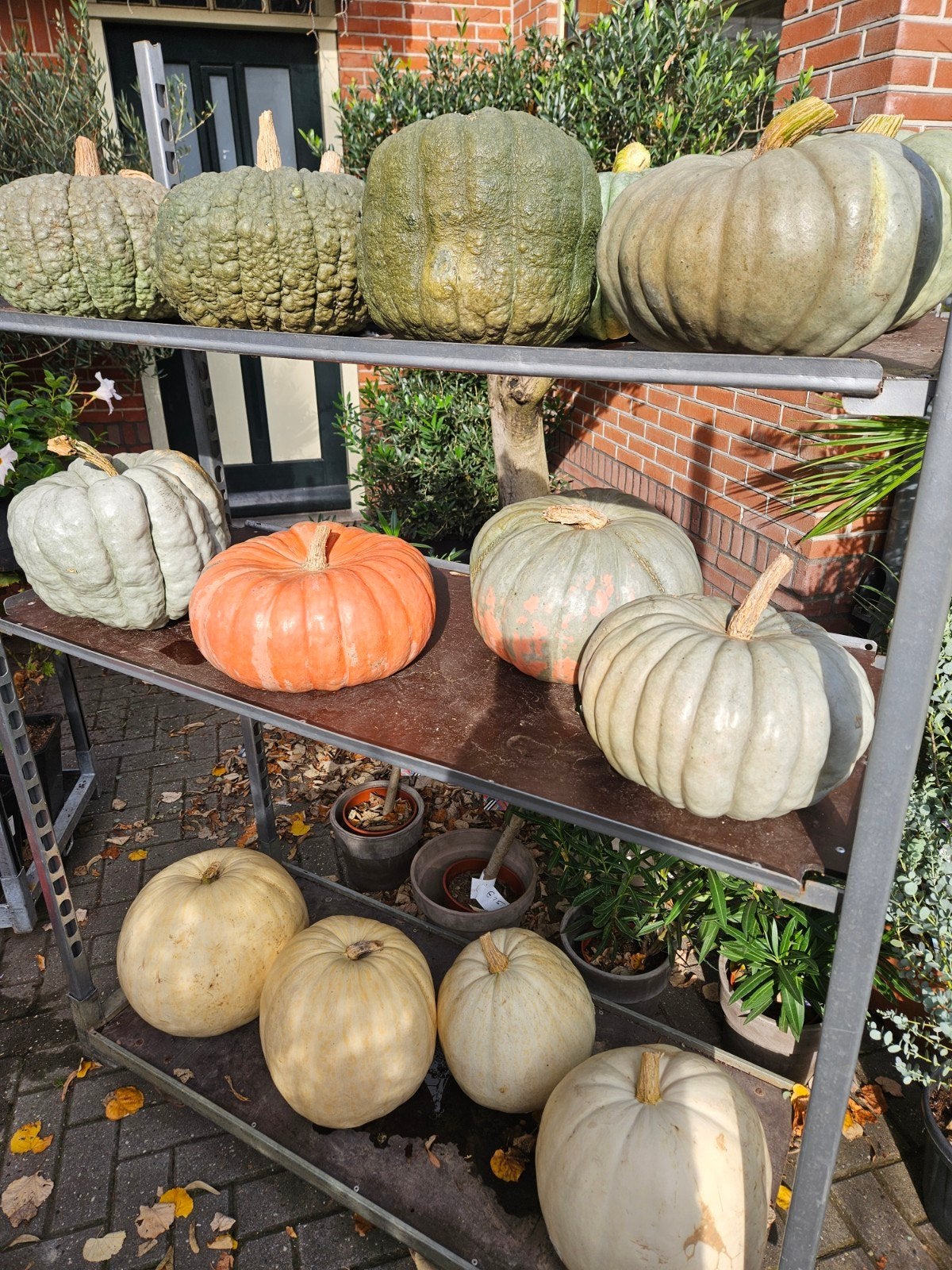 Pompoenen, eetbaar, decoratie of Halloween, Ophalen
