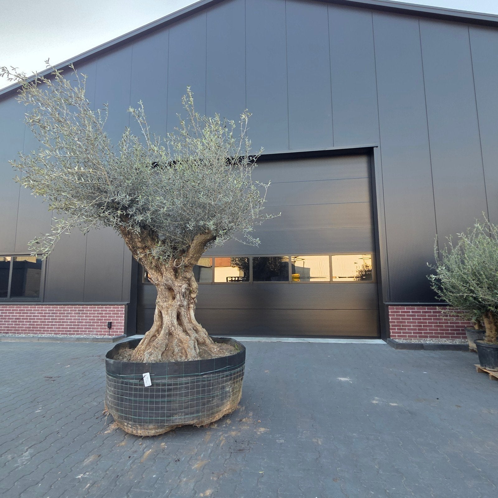 olea Europaea rustico olijfbomen te koop, Lente, 100 tot 250 cm, Olijfboom, Ophalen