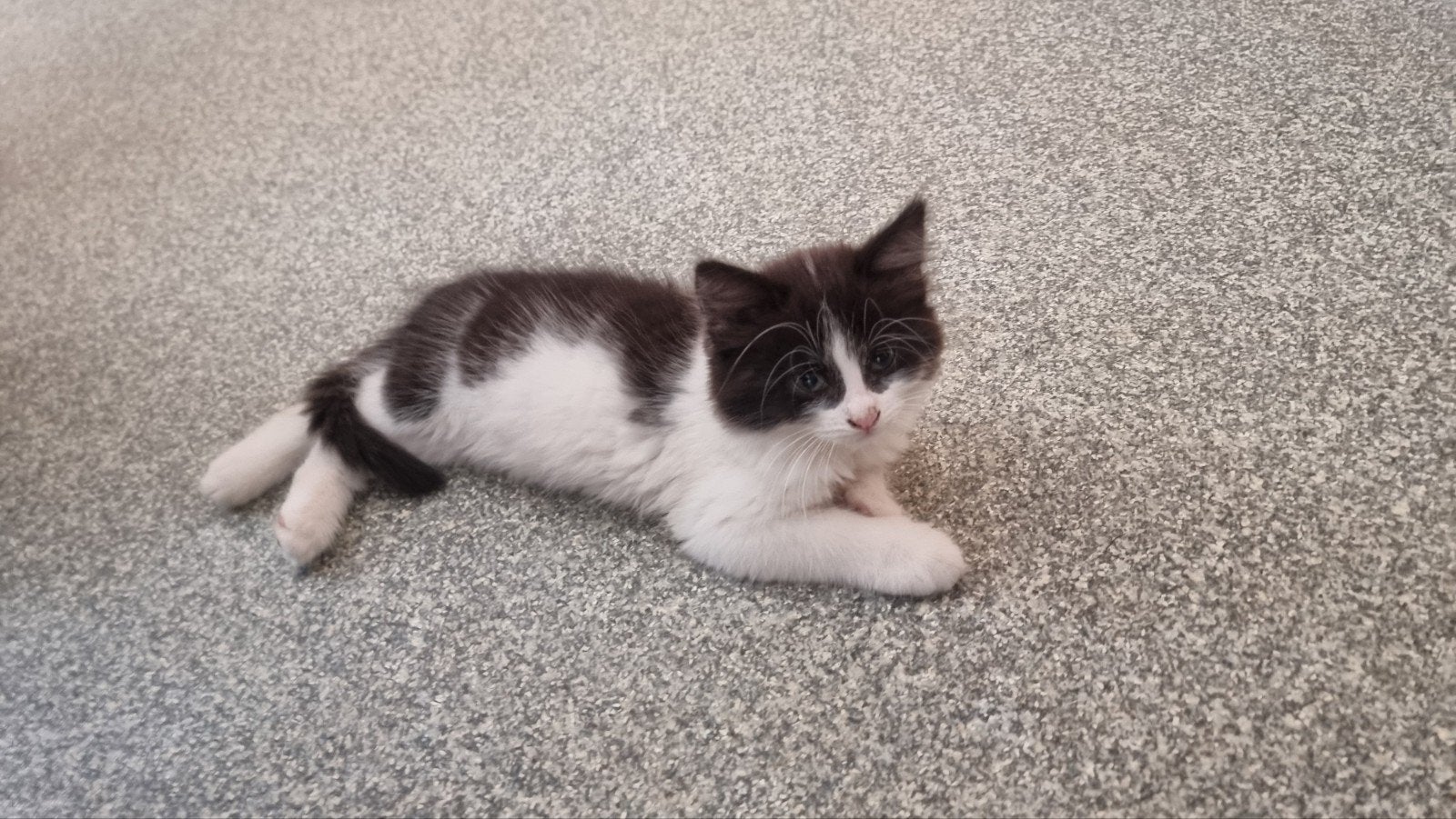 Te koop lieve kittens, Meerdere dieren