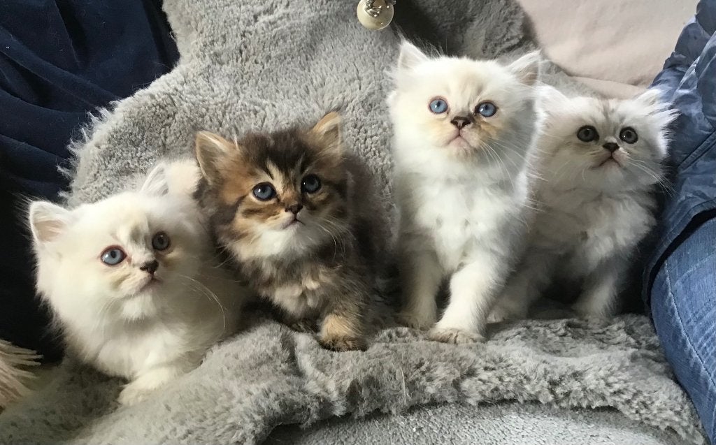 Schitterende Ragdoll kittens, Meerdere dieren, Ingeënt, 0 tot 2 jaar