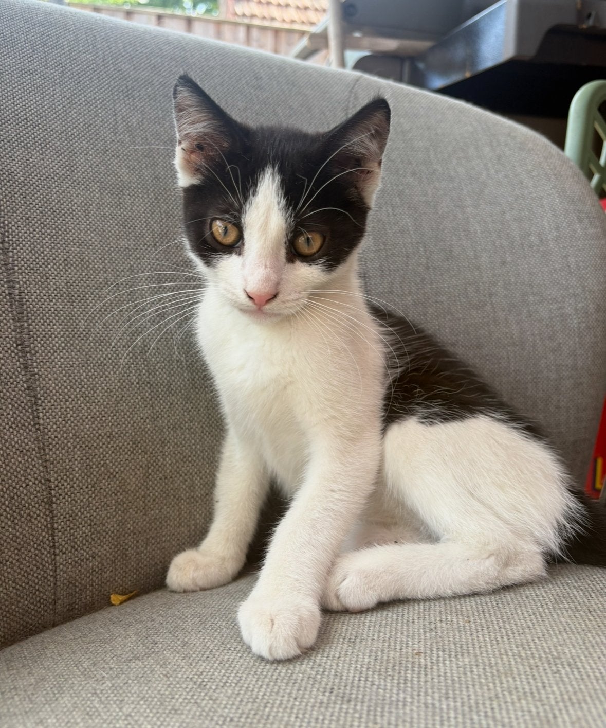 Semi britse korthaar kitten bi color oranje ogen meisje, Dieren en Toebehoren, Katten en Kittens | Raskatten | Korthaar, Meerdere dieren