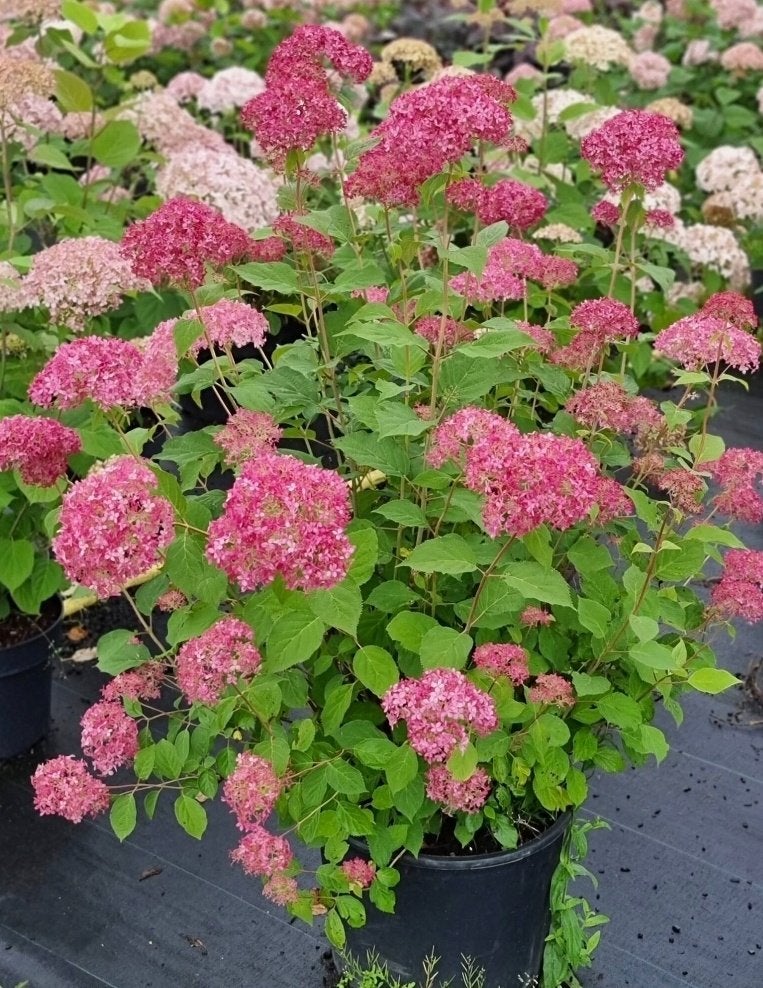 Hydrangea arb sorbet, Vaste plant, Halfschaduw, Zomer, Ophalen