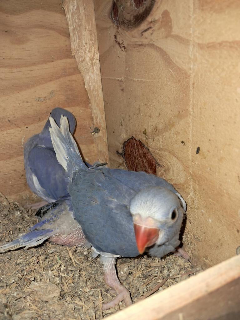 Jonge violet witkop witstaart halsbandparkieten te koop, Meerdere dieren, Parkiet, Tam