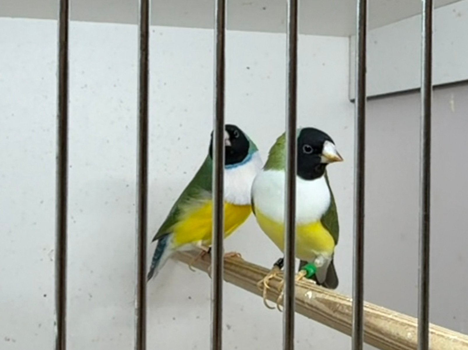 2 koppels Gouldamadines, Dieren en Toebehoren, Meerdere dieren, Tropenvogel, Geringd