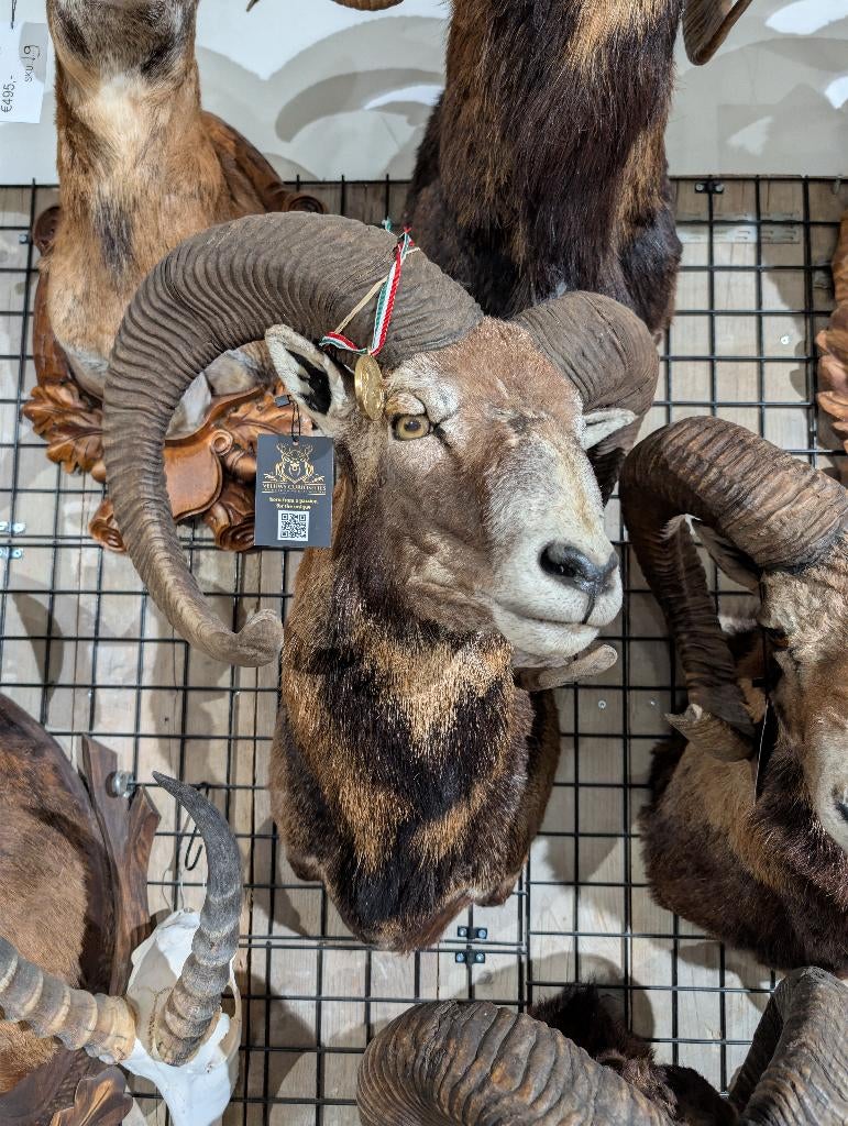 opgezet moeflon winkel borst preparaat hert taxidermie, Verzamelen, Dierenverzamelingen, Ophalen, Hert, Opgezet dier