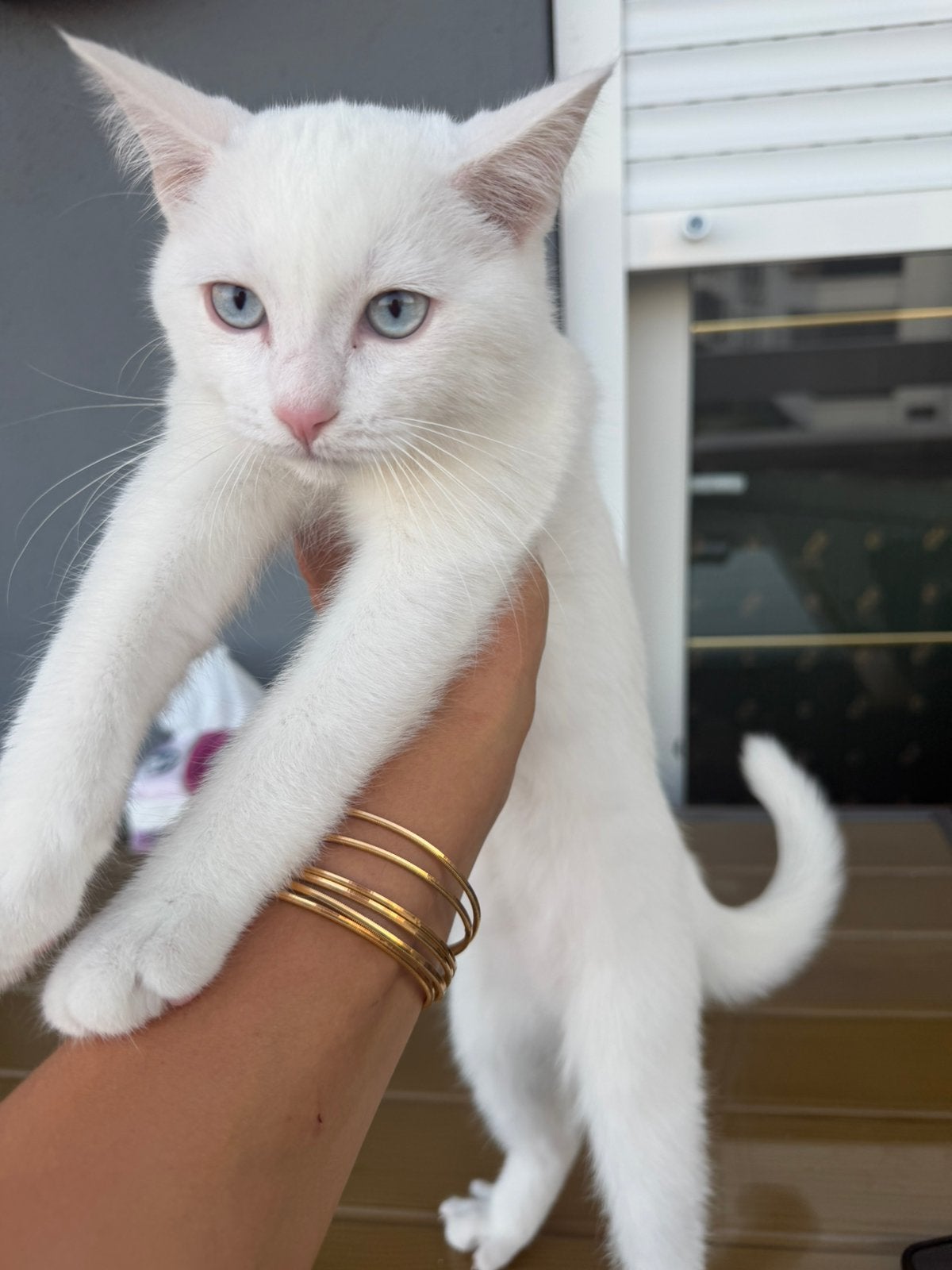 TE KOOP 3 SİAMEES X BRITSEKORTHAAR KİTTENS 5 maanden oud, Kater, Gechipt, 0 tot 2 jaar