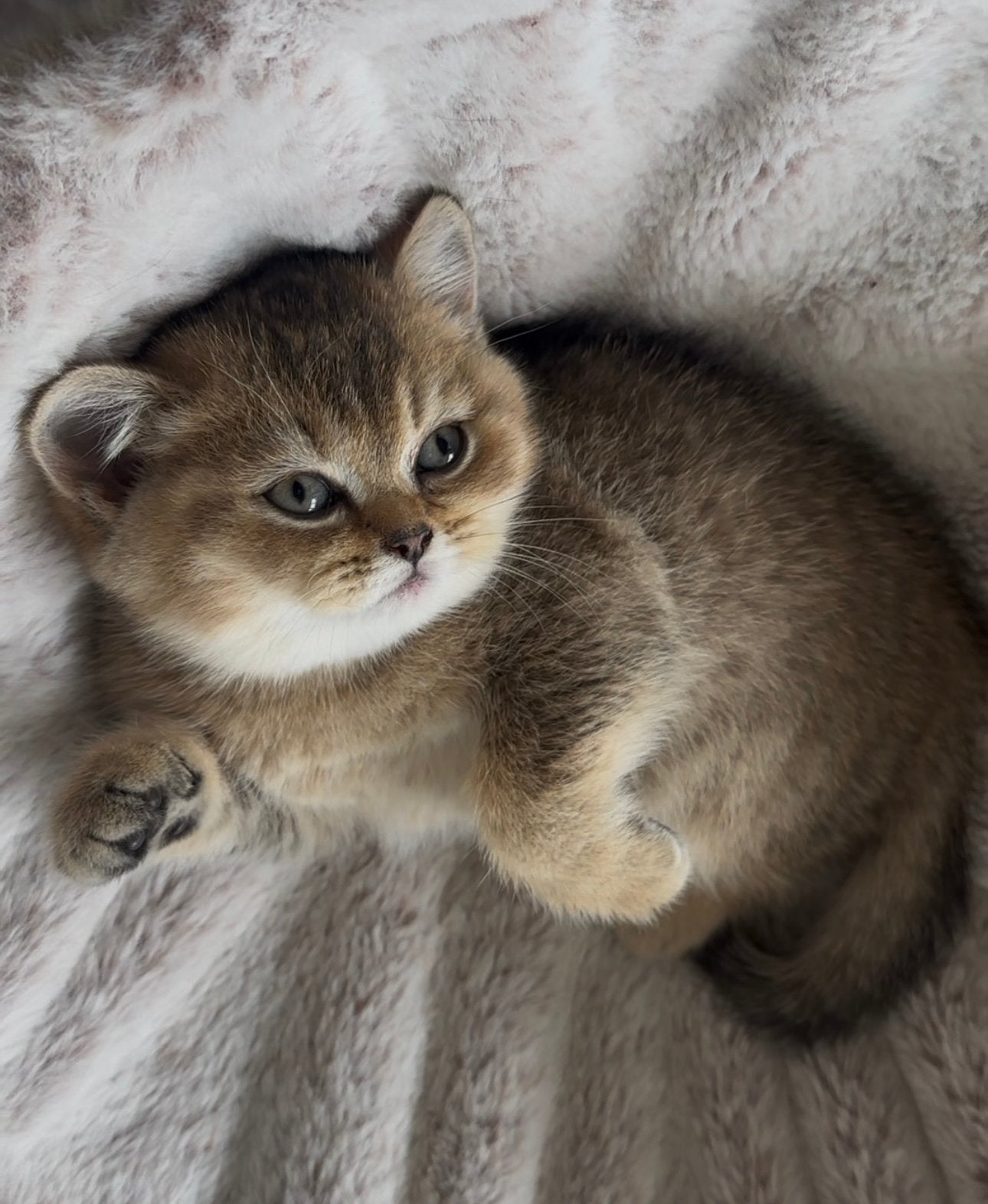 Lieve Britse Korthaar kittens – golden shaded/blauw, Meerdere dieren, Ontwormd, 0 tot 2 jaar