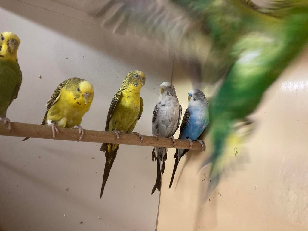 Div grasparkieten o.a Blackwing,ecb enz, Dieren en Toebehoren, Vogels | Parkieten en Papegaaien, Meerdere dieren, Parkiet