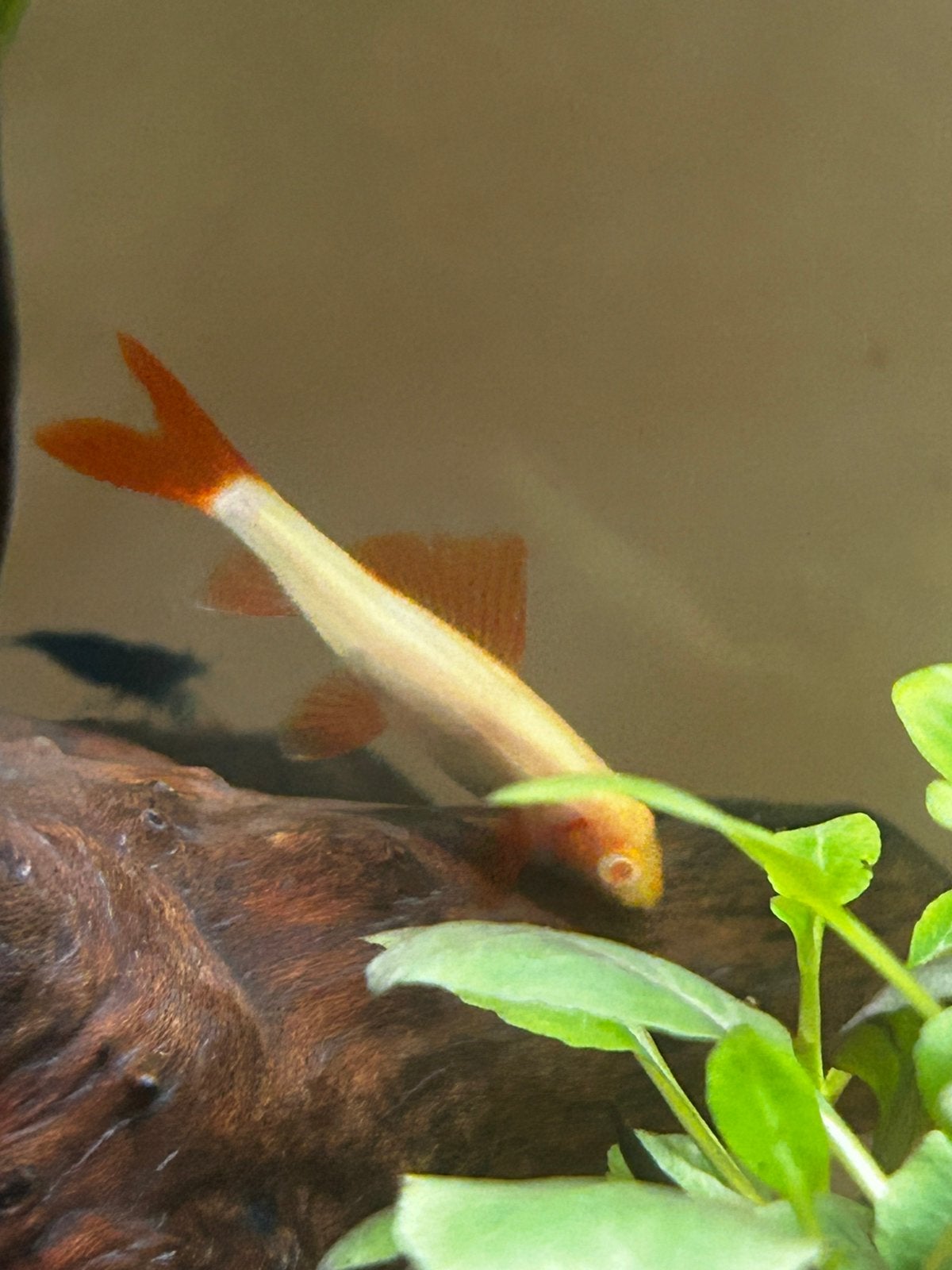 2 albino Labeo frenatus, Dieren en Toebehoren, Vis