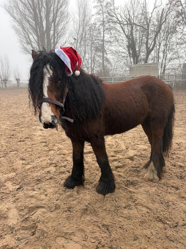5 jarige tinker ruin 1.38cm, Dieren en Toebehoren, Pony's, Ruin