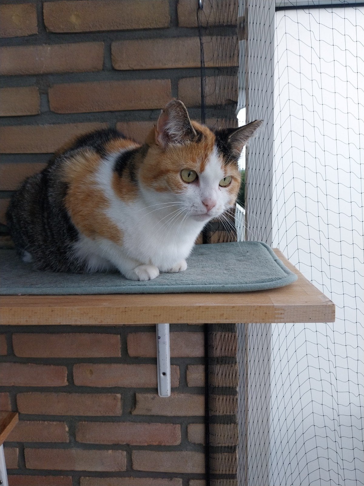 Chickie zoekt een tuin!, Poes