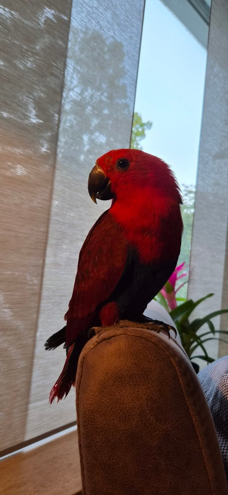 Tamme edel papegaai, Dieren en Toebehoren, Vrouwelijk, Papegaai