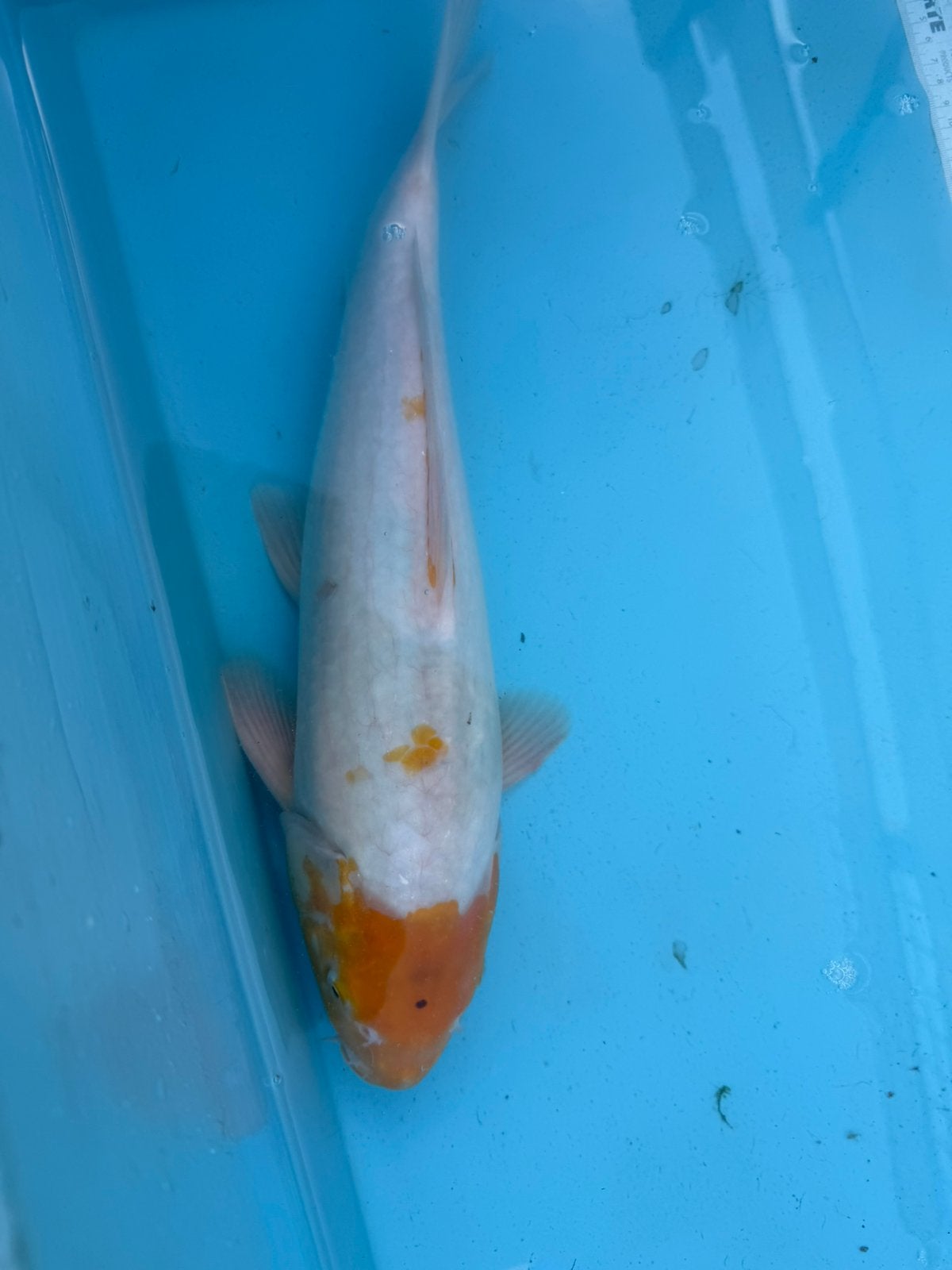 "Karasi Koyo" koi, Karper of Koi