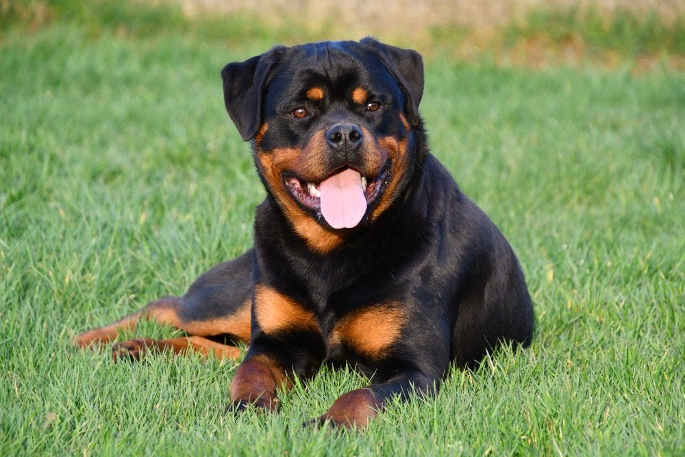 Rottweiler dekreu - met stamboom, Nederland, Reu, 1 tot 2 jaar, Parvo