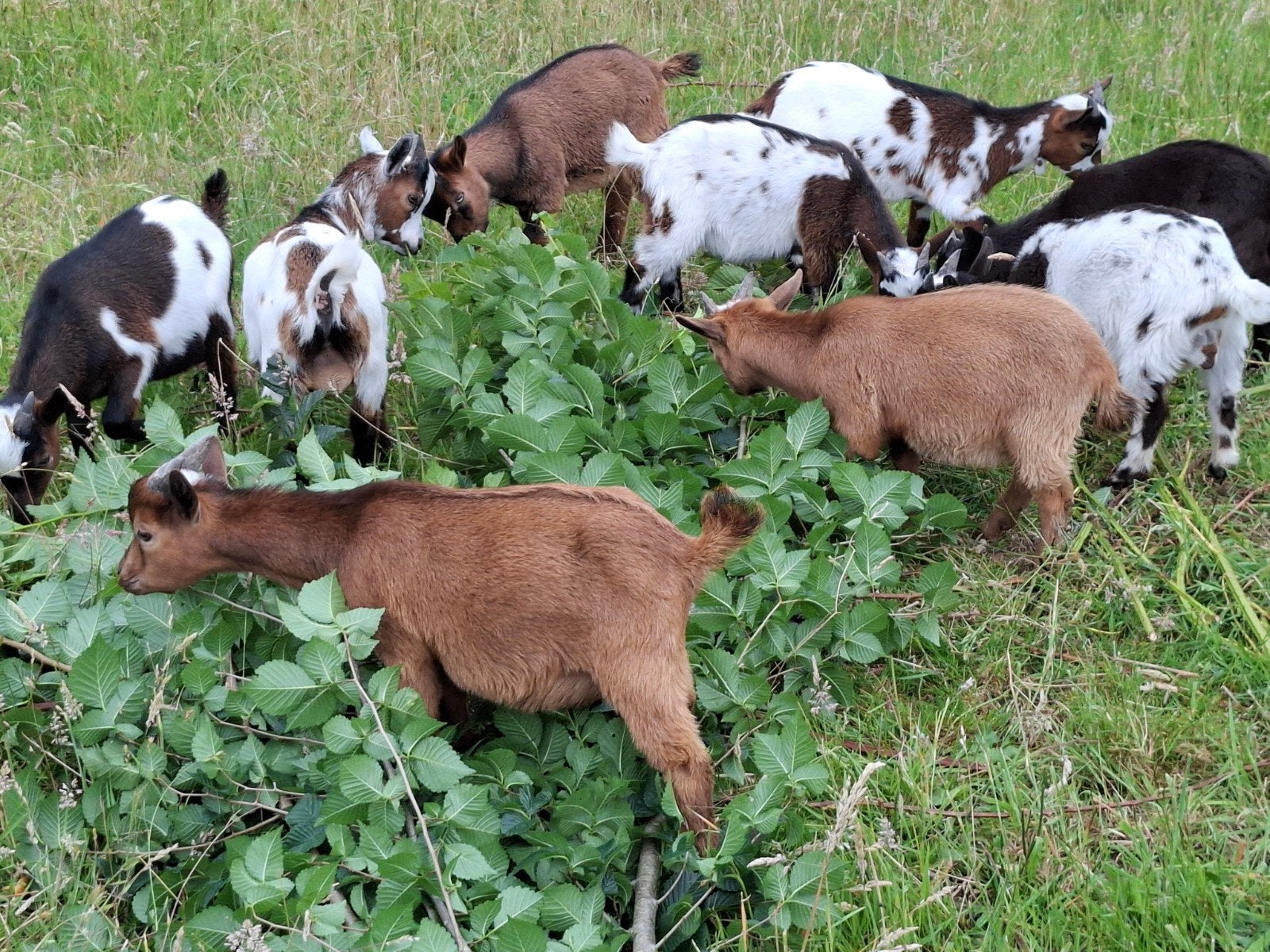 Te koop jonge dwerggeit bokjes, Dieren en Toebehoren, Schapen, Geiten en Varkens, Mannelijk, Geit