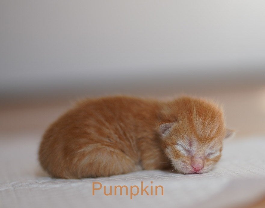 Half Maine Coon kittens, Meerdere dieren, Kortharig, 0 tot 2 jaar