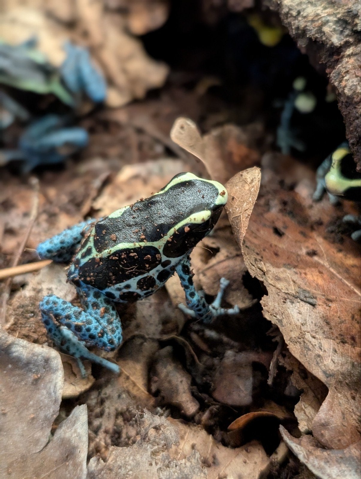 Dendrobates "Grijspoot" Frog photo 6