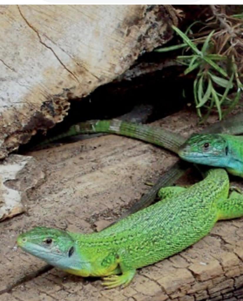 groene Smaragd Hagedissen Lacerta Viridis, gezocht, Dieren en Toebehoren, Reptielen en Amfibieën, Hagedis, 0 tot 2 jaar