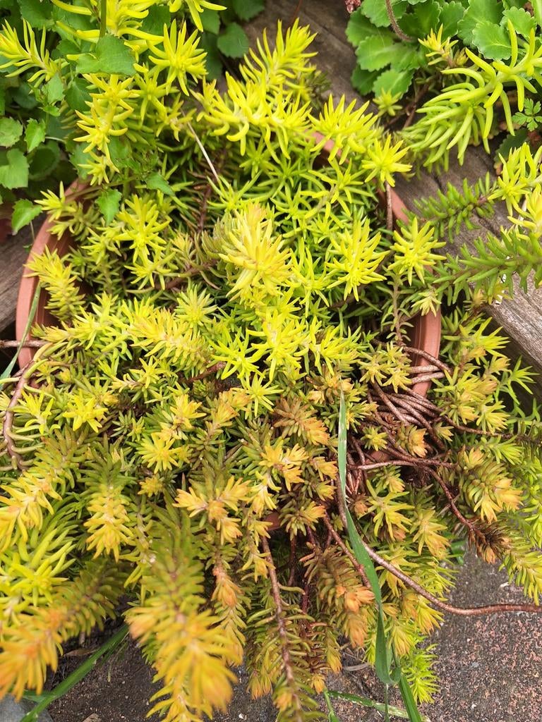 Gele Sedum Bodembedekker - Winterhard en Onderhoudsarm, Ophalen of Verzenden, Halfschaduw