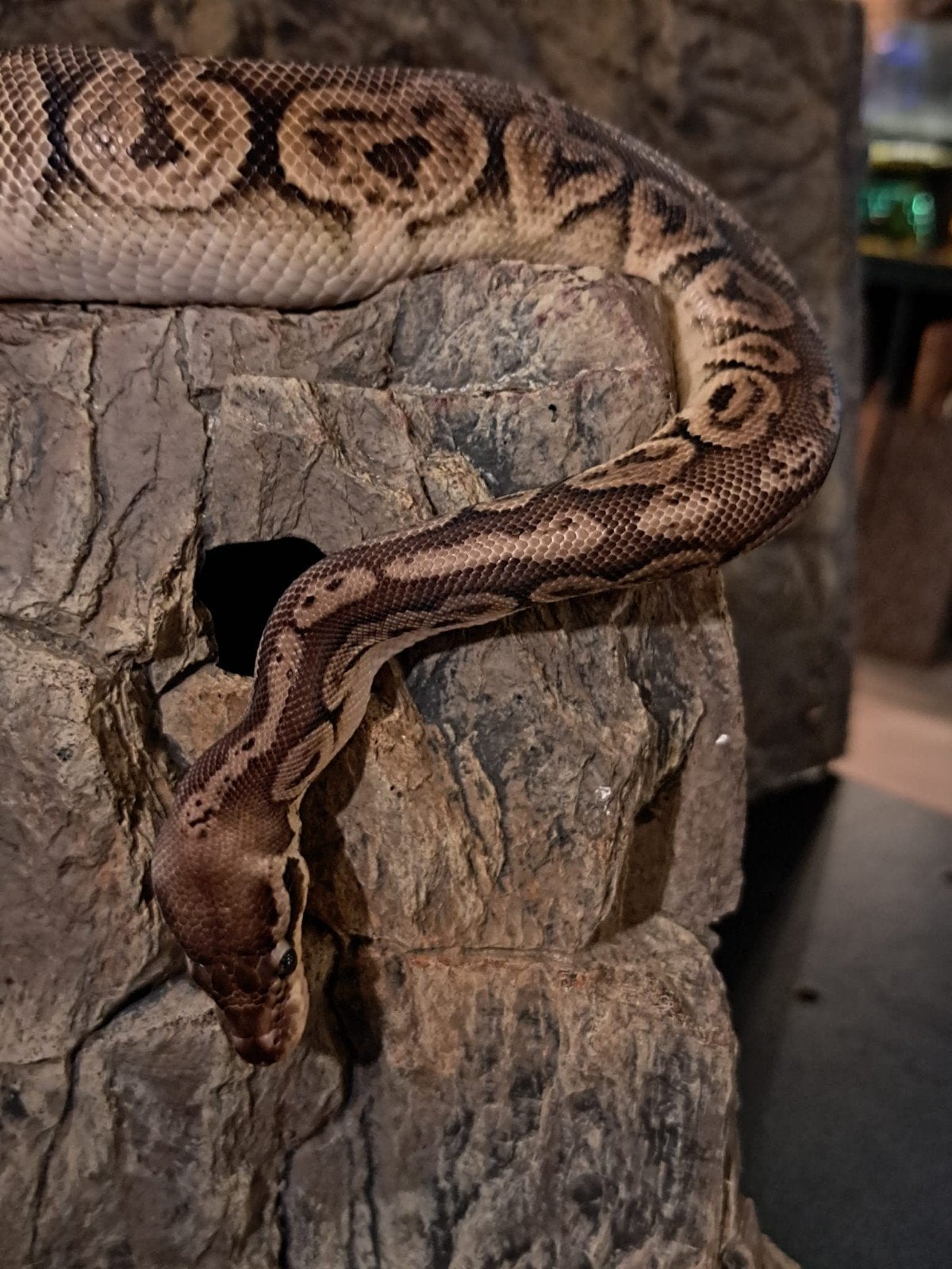 koningspython (regius) pewter yellow belly vrouw Ball Python photo 5