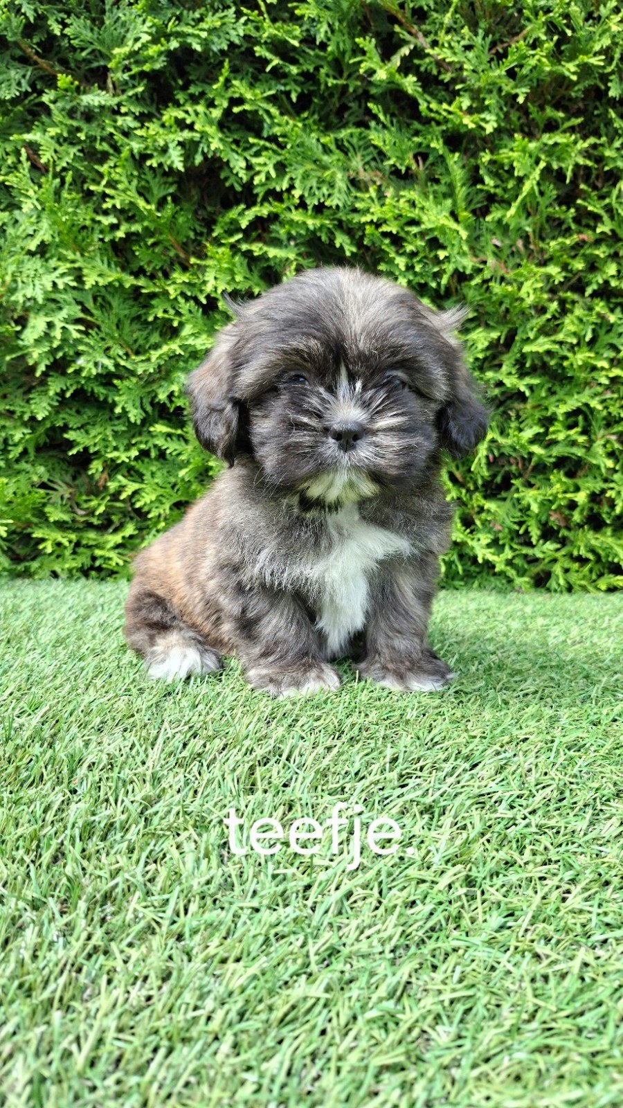 Zeer mooie speelse boomer pups., Dieren en Toebehoren, Parvo, 8 tot 15 weken, Meerdere, Nederland